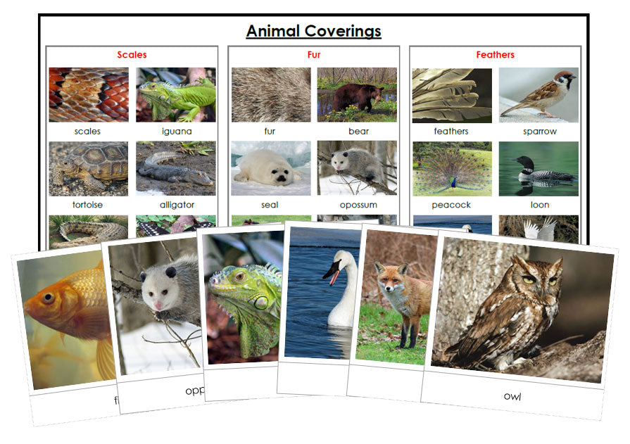 Animal Coverings - Montessori Print Shop zoology materials