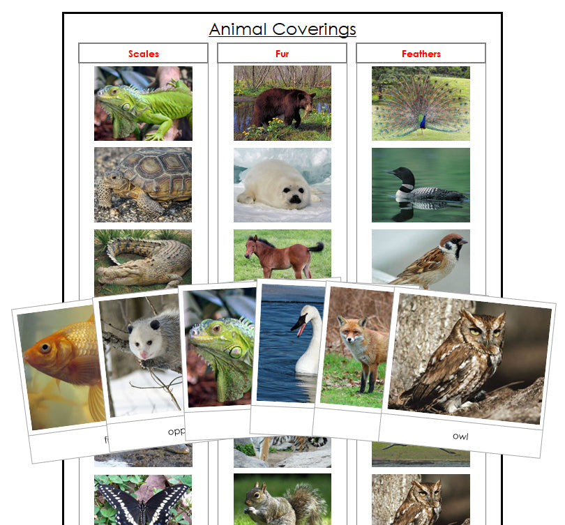 Animal Coverings (Scales, Feathers, Fur) - Montessori Print Shop