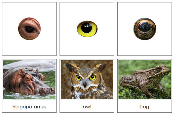 Printable Animals and  Their Eyes Matching Cards - Montessori Print Shop Digital Download