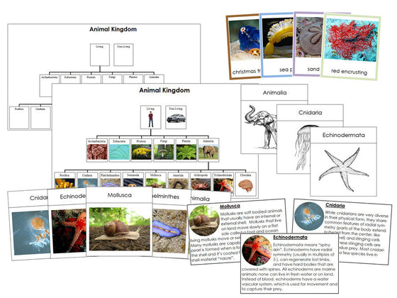 Animal Kingdom Charts, Cards, and Information - Montessori Print Shop Digital Download