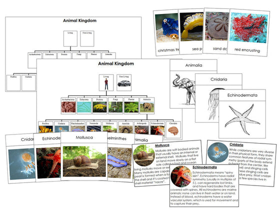 Animal Kingdom Charts, Cards, and Information Cards Bundle - Montessori Print Shop