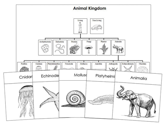 Animal Kingdom Charts & Cards Blackline Masters - Montessori Print Shop Digital Download