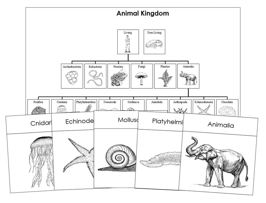 Animal Kingdom Charts & Cards Blackline Masters - Montessori Print Shop Digital Download