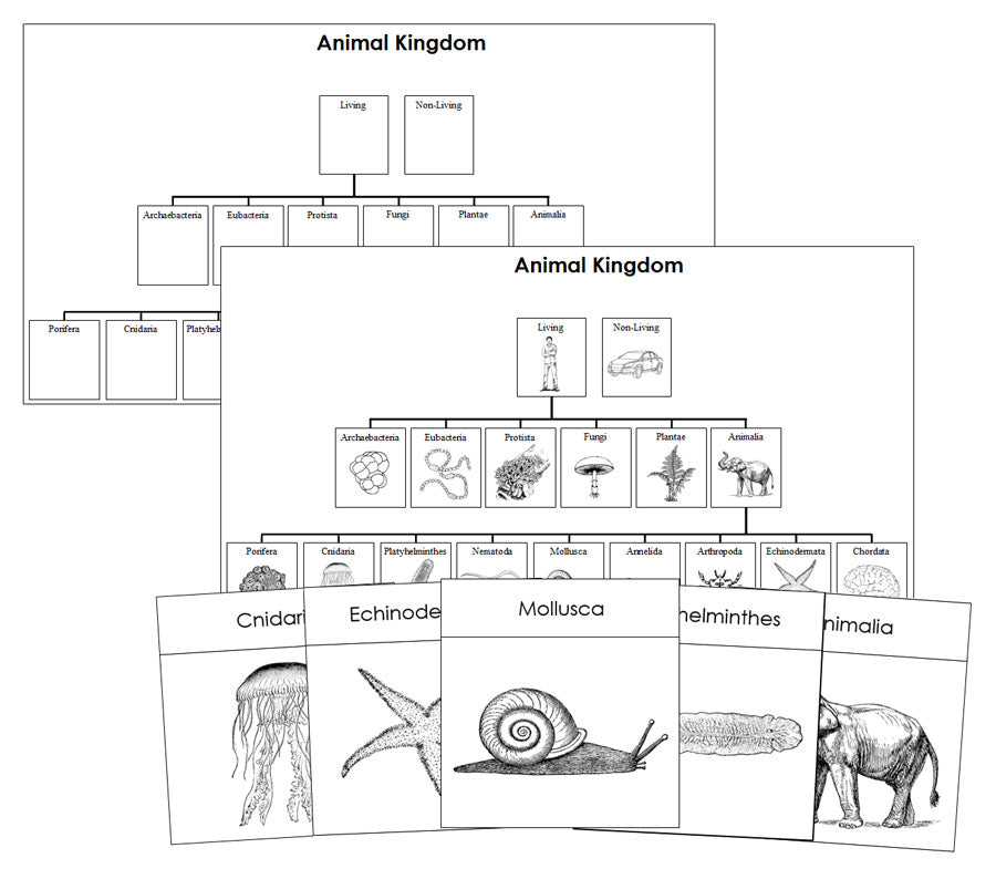 Animal Kingdom Charts and Cards Blackline Masters - Montessori Print Shop Digital Download