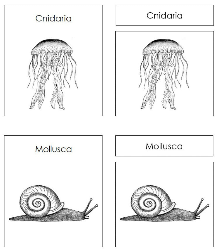 Animal Kingdom Charts and Cards Blackline Masters - Montessori Print Shop Digital Download