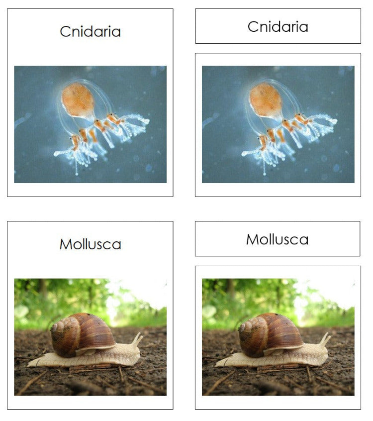 Animal Kingdom Charts and Cards - Montessori Print Shop Digital Download