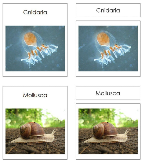 Animal Kingdom Charts & Cards - Montessori Print Shop Digital Download