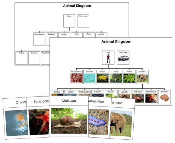 Animal Kingdom Charts, Cards, and Information Cards Bundle - Montessori Print Shop