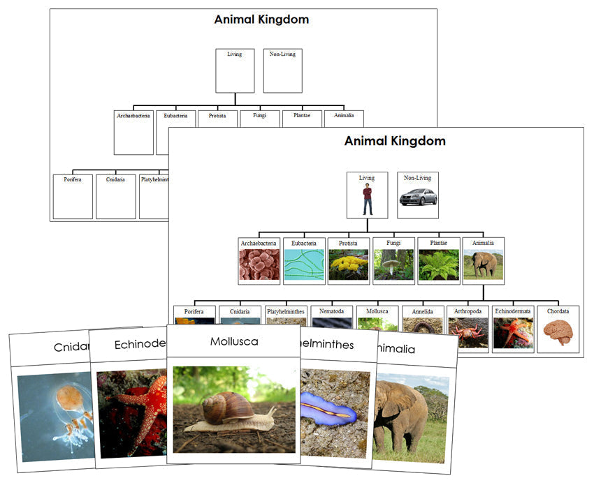 Animal Kingdom Charts and Cards - Montessori Print Shop Digital Download