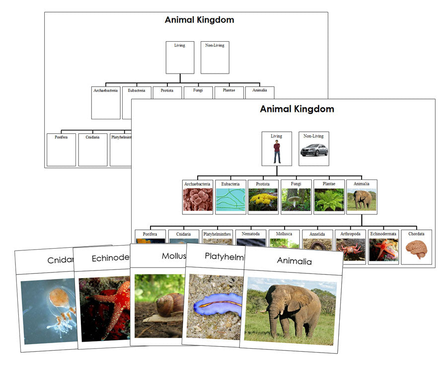 Animal Kingdom Charts & Cards - Montessori Print Shop Digital Download