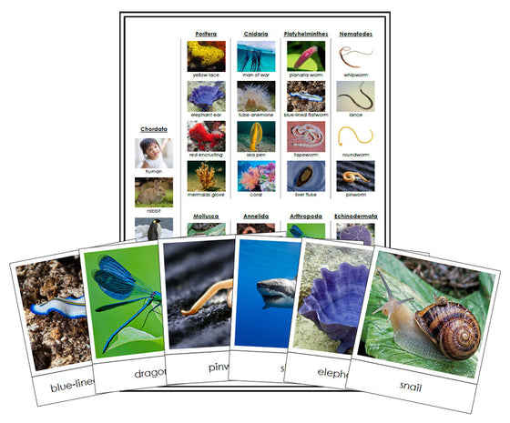 Animal Kingdom Sorting Cards & Control Chart - Montessori Print Shop Digital Download Science Lesson