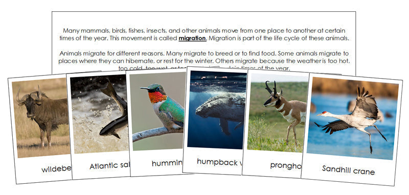 Animal Migration Cards - Montessori Print Shop Digital Download zoology materials
