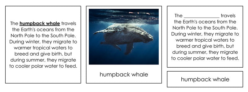 Animal Migration Cards - Montessori Print Shop Digital Download zoology materials