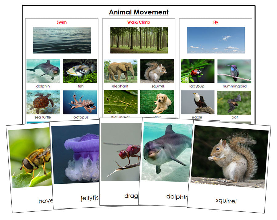 Animal Movement (Swim, Walk, Fly) - Montessori Print Shop Digital Download zoology materials