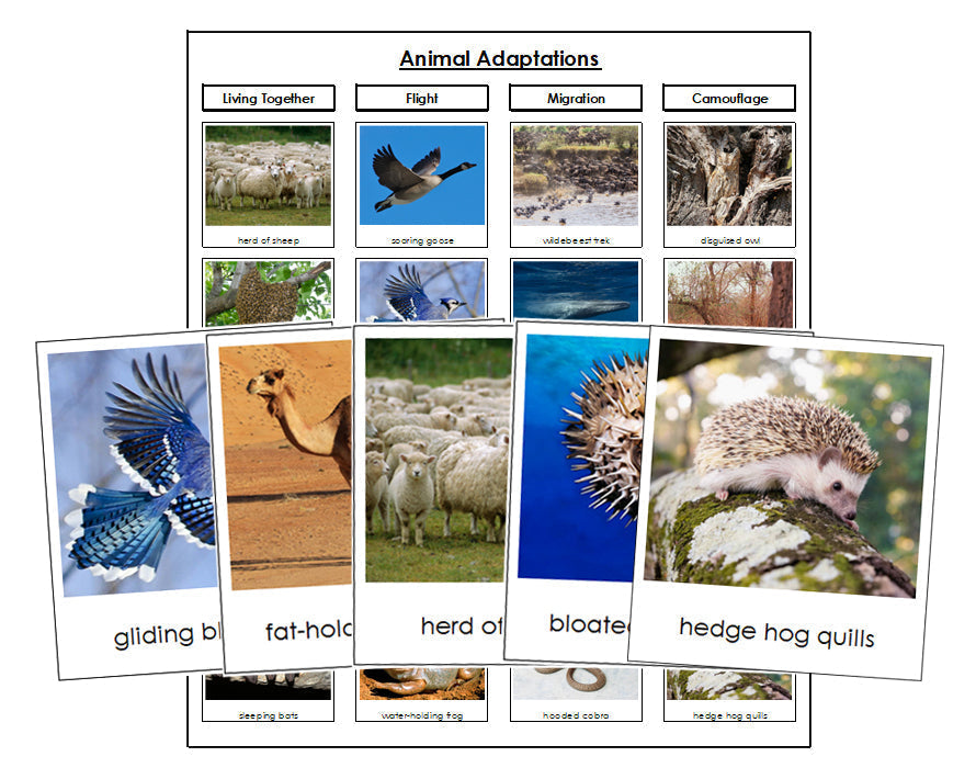 Animal Adaptations Sorting - Montessori Print Shop Digital Download