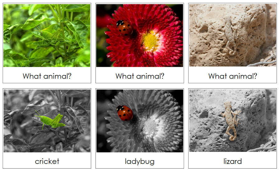 Animal Camouflage Cards Set 1 - Montessori Print Shop Digital Download zoology cards