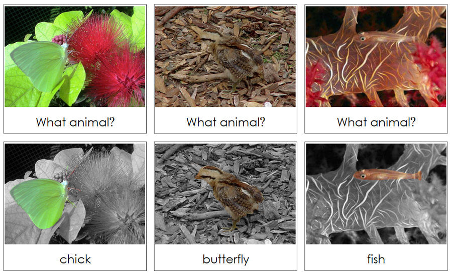 Animal Camouflage Cards Set 2 - Montessori Print Shop Digital Download zoology cards
