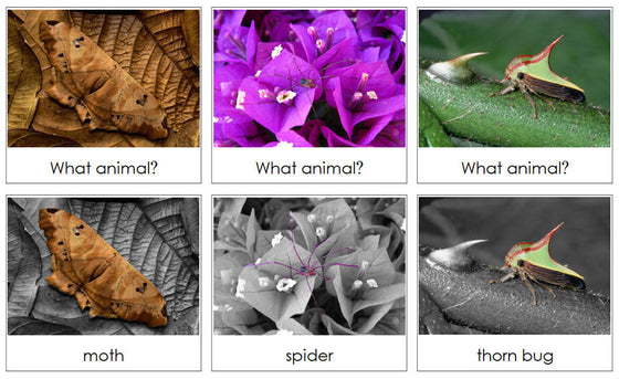 Animal Camouflage Cards Set 3 - Montessori Print Shop Digital Download zoology cards
