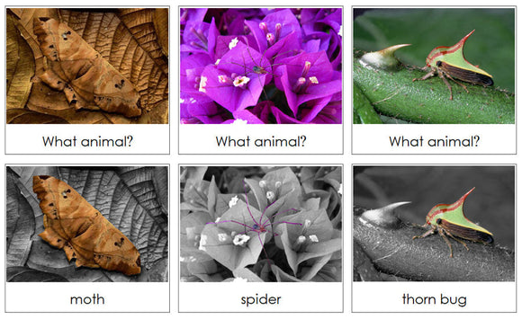 Animal Camouflage Cards Set 3 - Montessori Print Shop Digital Download zoology cards