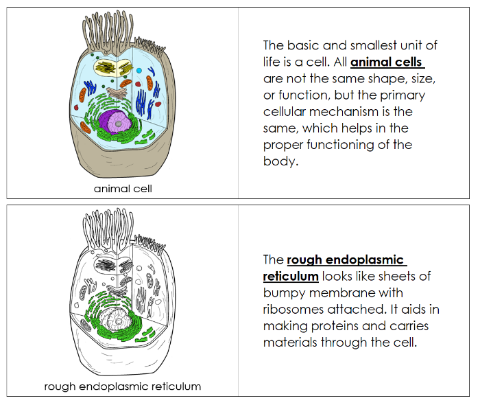 Animal Cell Nomenclature Book - Montessori Print Shop Digital Download