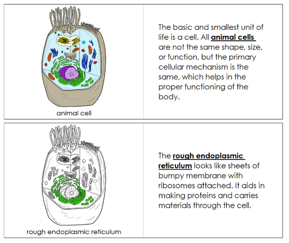 Animal Cell Nomenclature Book - Montessori Print Shop Digital Download