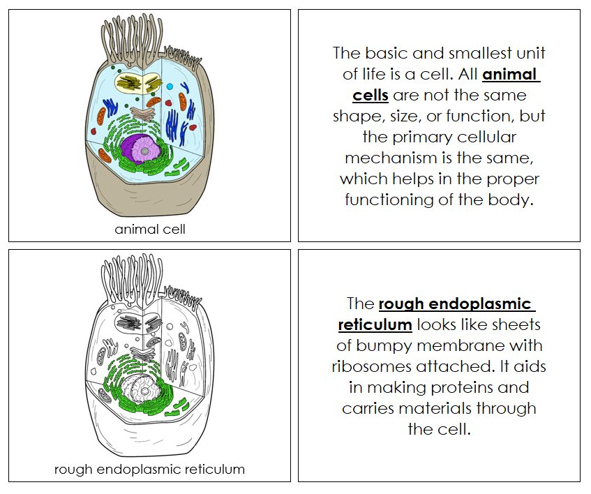 Animal Cell Nomenclature Book - Montessori Print Shop Digital Download