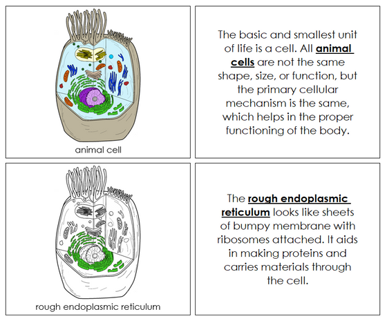 Animal Cell Nomenclature Book - Montessori Print Shop