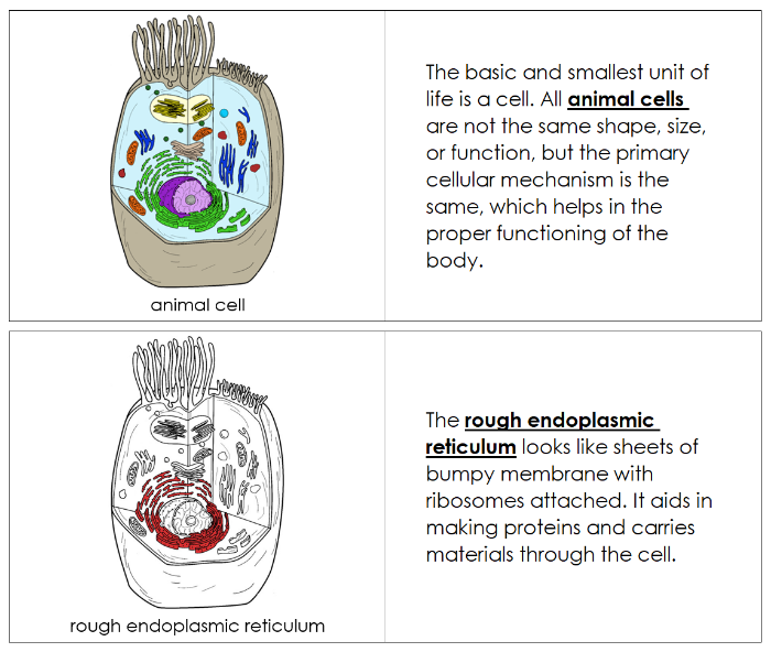 Parts of an Animal Cell Nomenclature Book (red) - Montessori Print Shop Digital Download