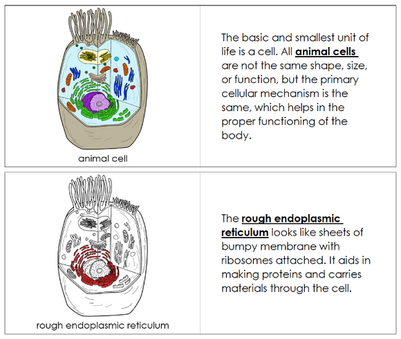 Parts of an Animal Cell Nomenclature Book (red) - Montessori Print Shop Digital Download