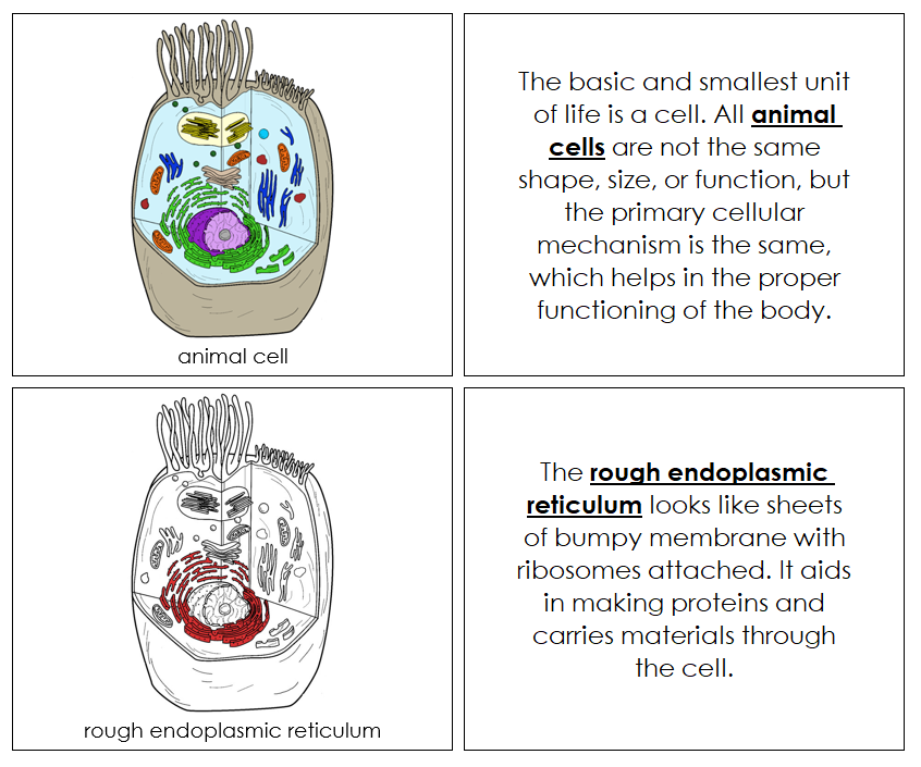 Parts of an Animal Cell Nomenclature Book (red) - Montessori Print Shop Digital Download