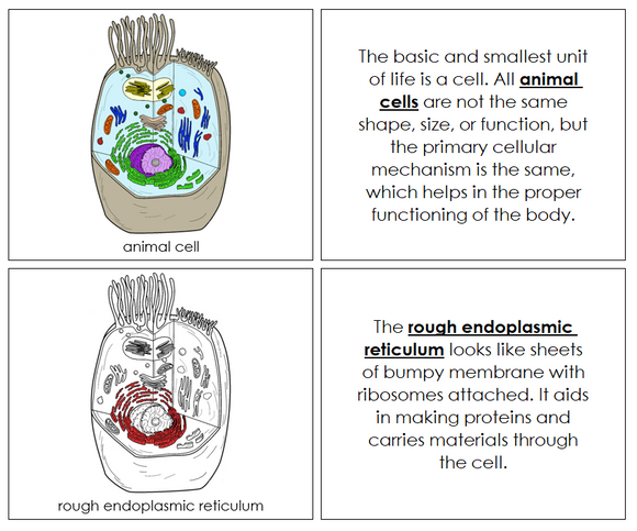 Parts of an Animal Cell Nomenclature Book (red) - Montessori Print Shop