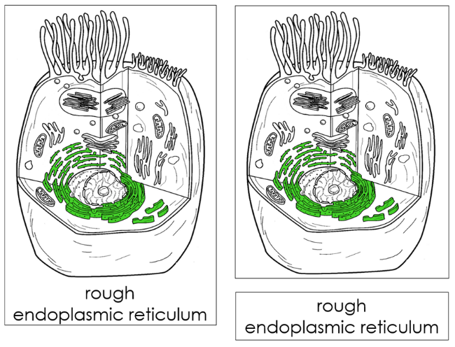 Parts of an Animal Cell 3-Part Nomenclature Cards - Montessori Print Shop Digital Download