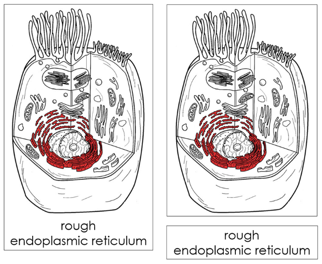 Parts of an Animal Cell Nomenclature Cards (red) - Montessori Print Shop Digital Download