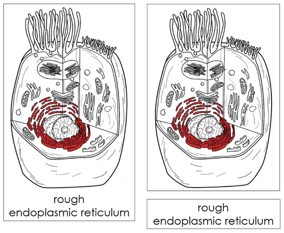 Parts of an Animal Cell Nomenclature Cards (red) - Montessori Print Shop Digital Download