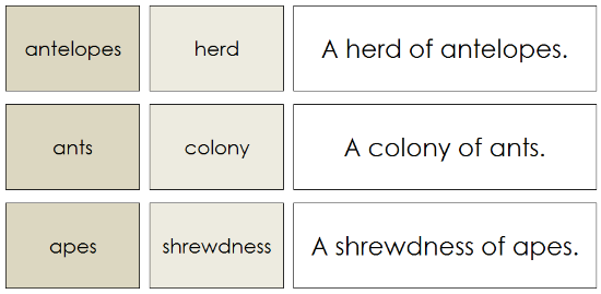 Animals and Their Groups - Montessori science cards