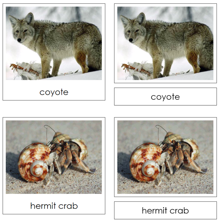 Animal Activity: Nocturnal or Diurnal Animal Sorting - Montessori Print Shop Digital Download zoology materials