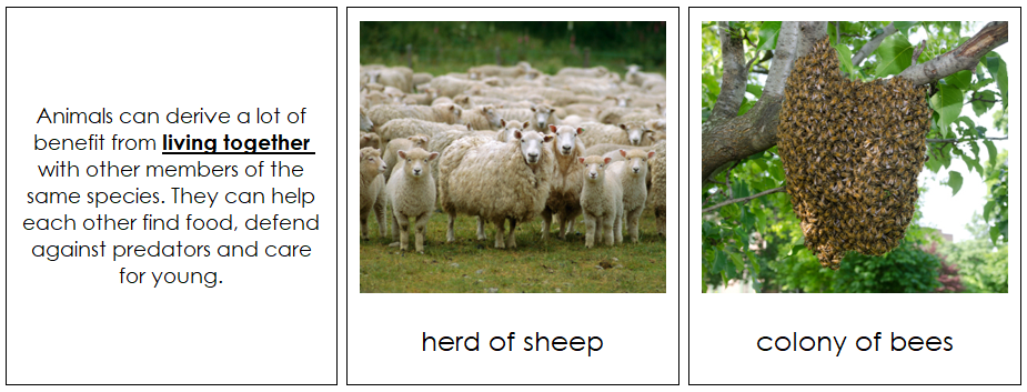 Animal Adaptations Sorting Cards- Montessori Print Shop