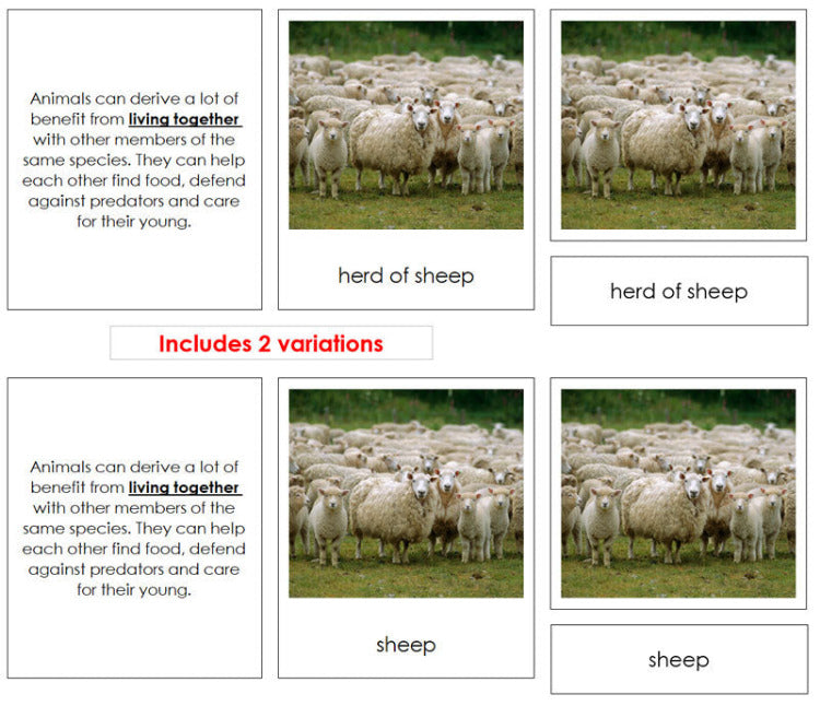 Animal Adaptations Sorting - Montessori Print Shop Digital Download
