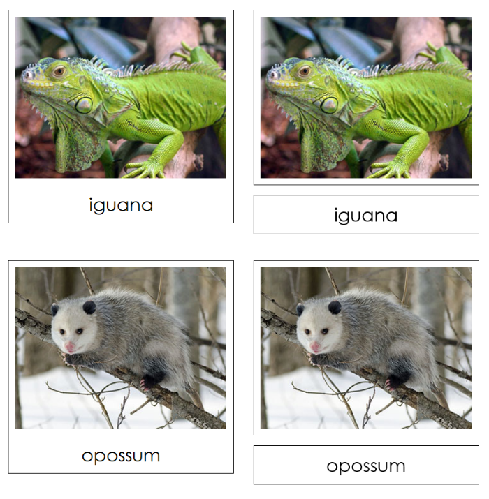 Animal Coverings (Scales, Feathers, Fur) - Montessori Print Shop Digital Download zoology materials