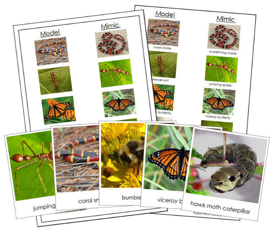 Animal Mimicry Sorting Lesson - Montessori Print Shop Digital Download