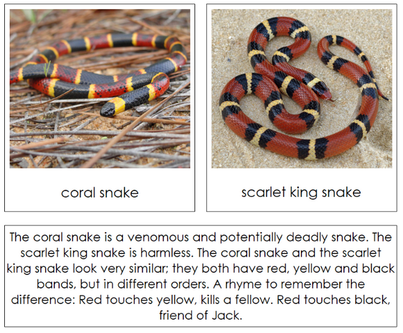 Animal Mimicry Sorting Lesson - Montessori Print Shop Digital Download