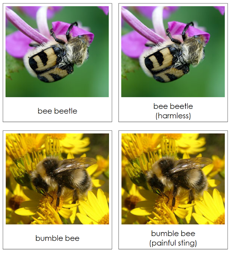 Animal Mimicry Sorting Lesson - Montessori Print Shop Digital Download