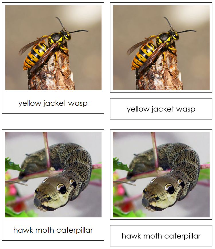 Animal Mimicry Sorting Lesson - Montessori Print Shop Digital Download