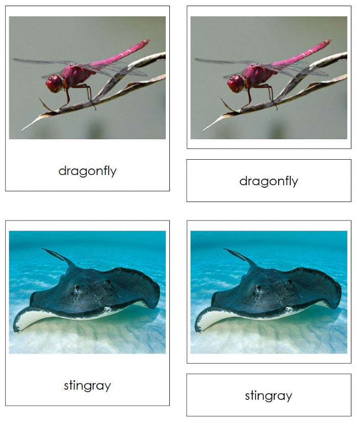 Animal Movement (Swim, Walk, Fly) - Montessori Print Shop Digital Download Zoology printables.