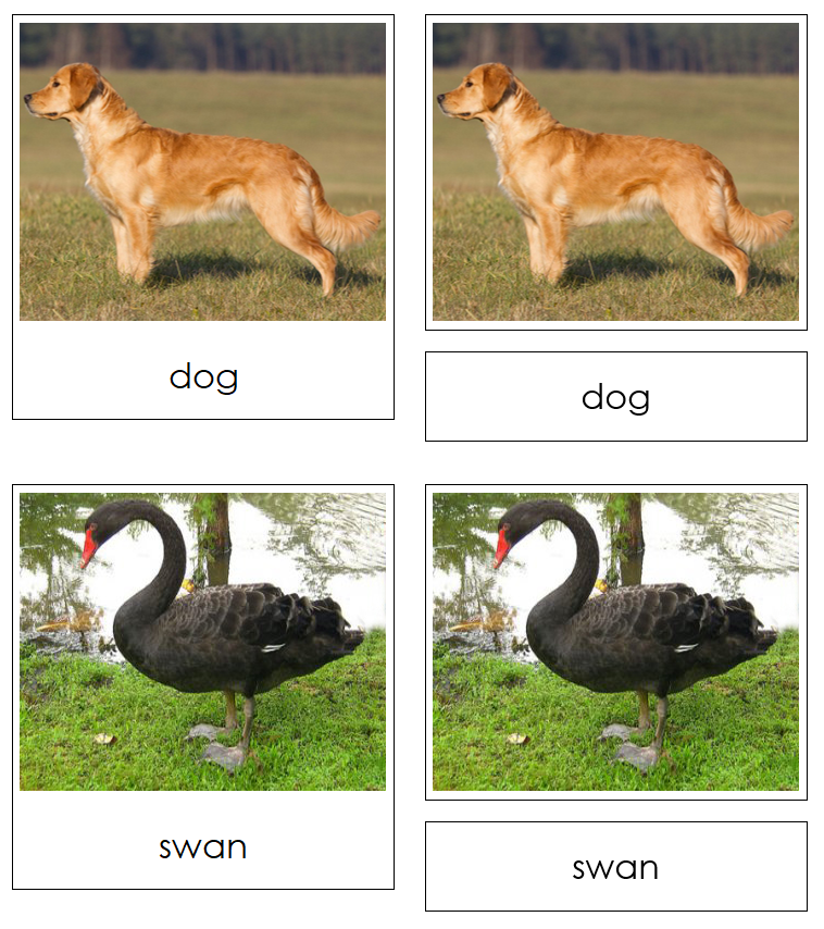 Animals And Their Skeletons Matching Activity - Printable Montessori Science Cards