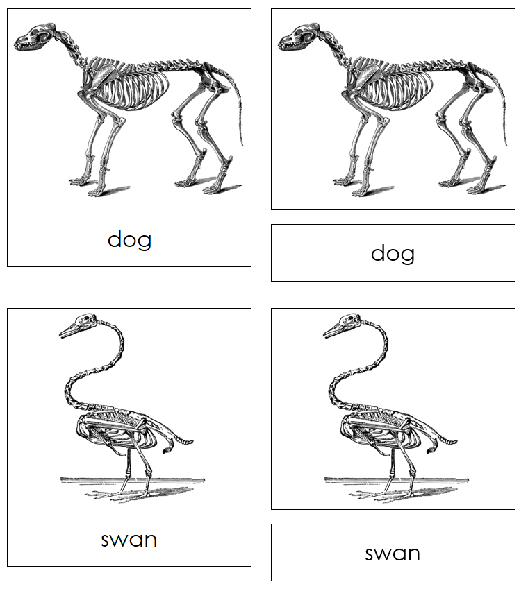Animals And Their Skeletons Matching Activity - Printable Montessori Science Cards
