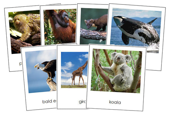 World Animals Bundle - Montessori Print Shop Digital Download