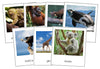 World Animals Bundle - Montessori Print Shop