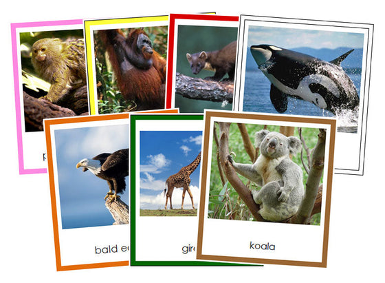 World Animals Bundle (color borders) - Montessori Print Shop Digital Download