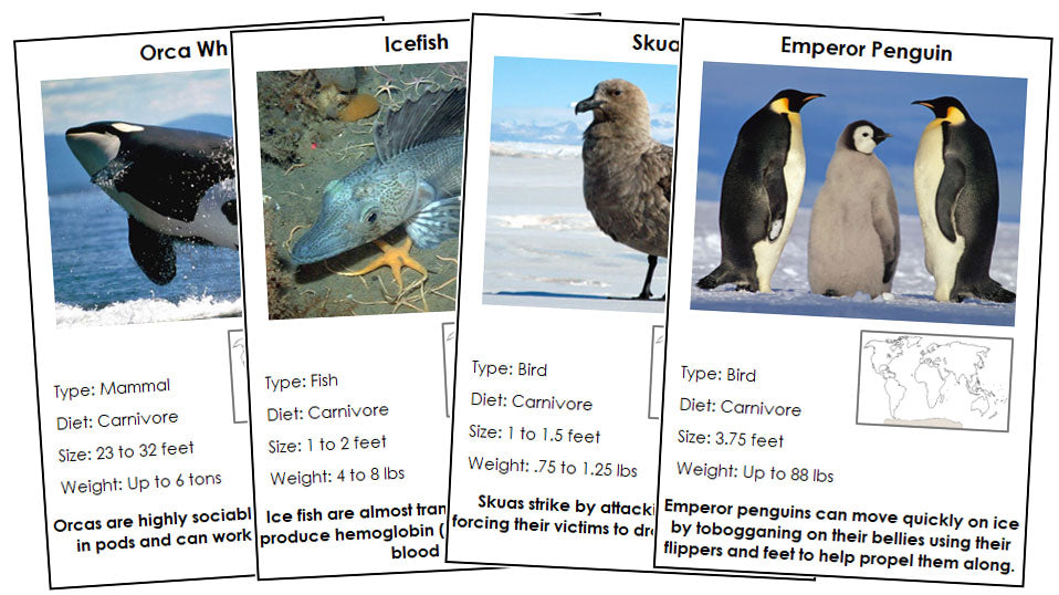 Animals of Antarctica Information Cards (color-coded) - Montessori Print Shop Digital Download